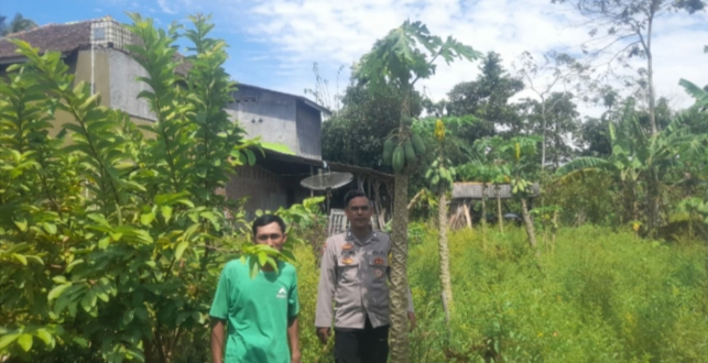 Dukung Swasembada Pangan, Bhabinkamtibmas Polsek Patia Sambangi Warga Petani di Desa Pentas 7 IMG 20250607 191944