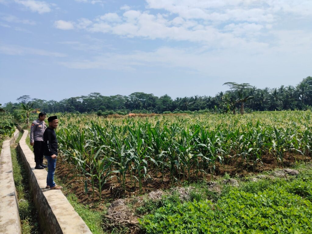 Polsek Cikedal Dukung Kemandirian Pangan Lewat Bhabinkamtibmas yang Aktif di Sawah 10 WhatsApp Image 2025 06 03 at 12.11.21