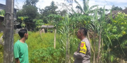 Bhabinkamtibmas Polsek Patia Brigadir Uyung Sambangi Warga Desa Idaman Ajak Sukseskan Program Ketahanan Pangan 9 gdv