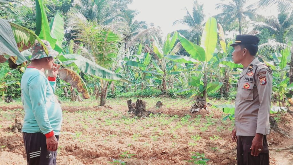 Polsek Patia Ajak Petani Jaga Lingkungan dan Ketahanan Pangan Sekaligus 5 hbhvh