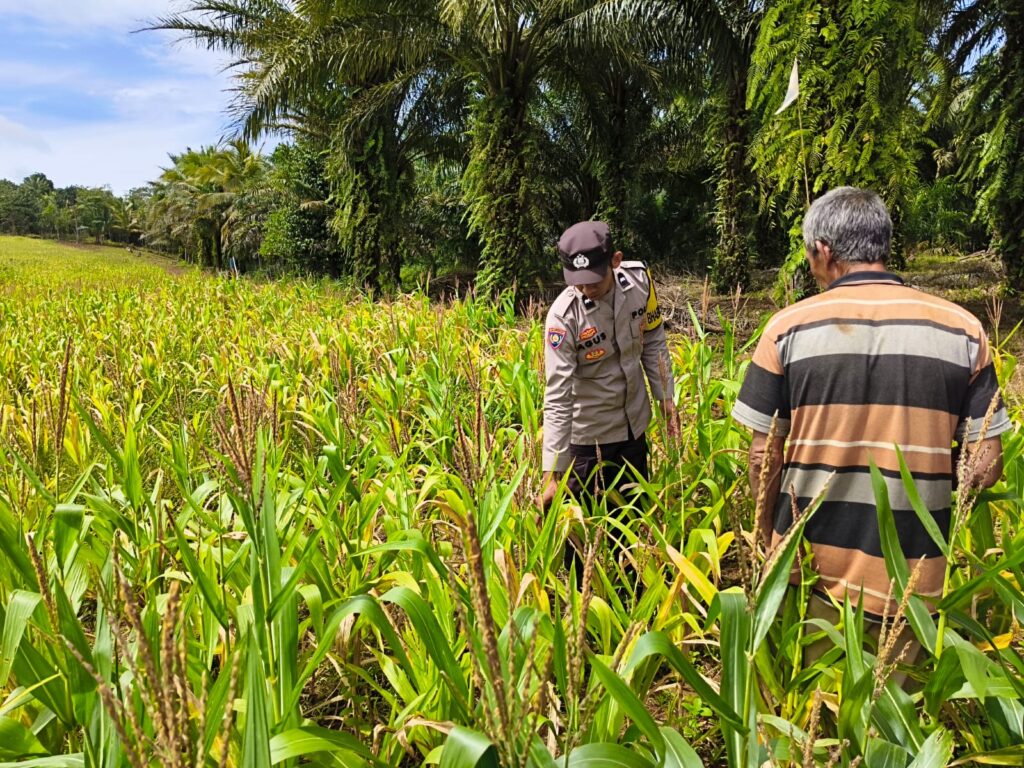 Polsek Cimanggu Turun ke Sawah, Perkuat Swasembada Pangan Lewat Pemeliharaan Jagung PAT 5 WhatsApp Image 2026 02 19 at 12.07.38